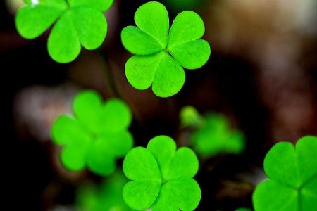 三叶草的功效和食用方法