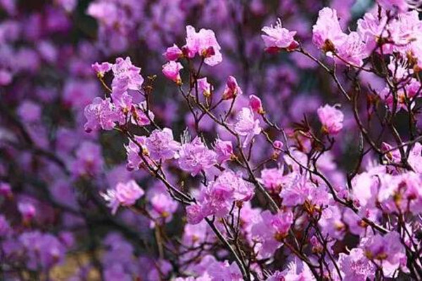 迎红杜鹃的病虫害防治(迎红杜鹃花能开多少天)