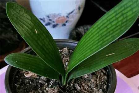 君子兰烂根处理后咋浇水?