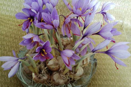 藏红花种植方法和时间