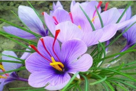 藏红花种植方法和时间