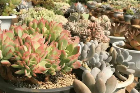 君子兰烂根处理后咋浇水?