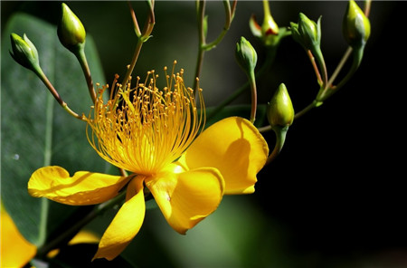 金丝梅怎么繁殖