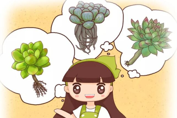 君子兰烂根处理后咋浇水?