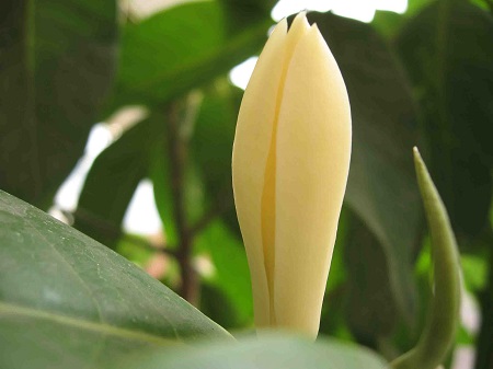 黄桷兰叶片下垂是什么原因