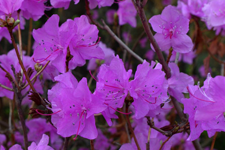 迎红杜鹃花能开多少天