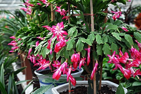 蟹爪兰怎么养护浇水