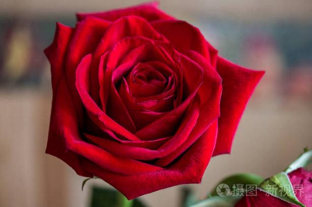 送闺蜜应该送什么花?