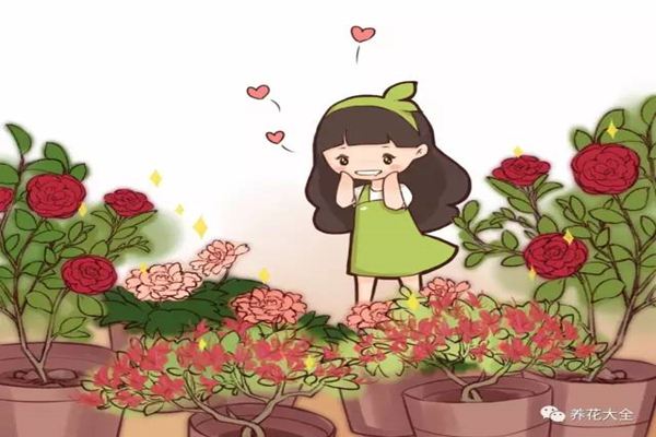 茉莉像她这么养想开几次开几次！(茉莉花像什么比喻句和拟人句)