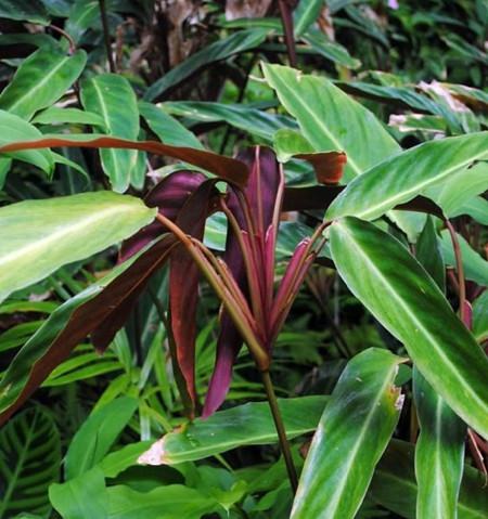 紫背竹芋能活几年