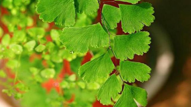 铁线蕨的养殖方法和注意事项(铁线蕨怎么养才能更旺盛)