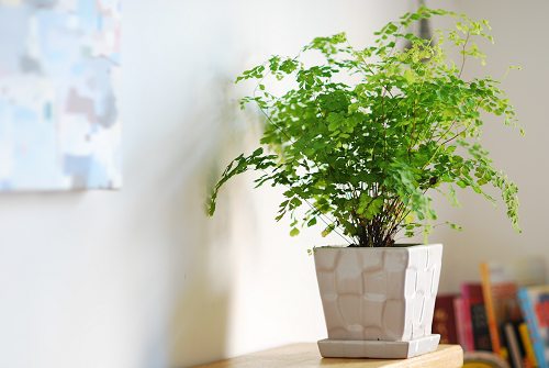 铁线蕨怎么养才能更旺盛