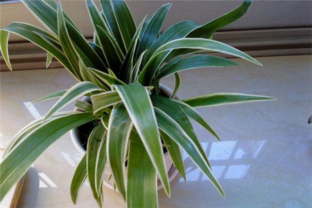 大叶吊兰的养殖方法和技术