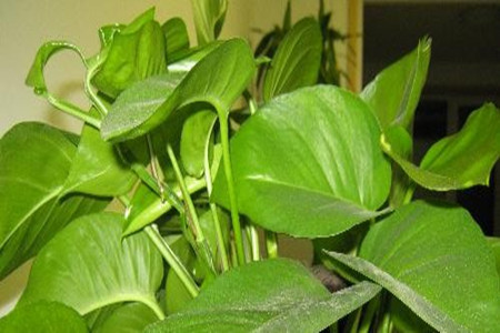 绿萝叶子发黄怎么回事儿?