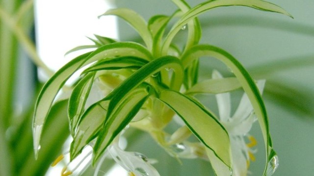 大叶吊兰的养殖方法(大叶吊兰的养殖方法和技术)