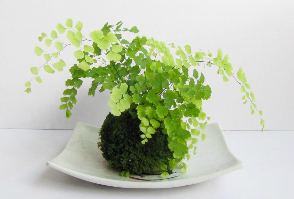 铁线蕨怎么养才能更旺盛