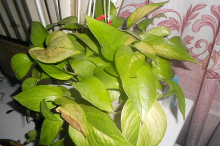 绿萝叶子发黄怎么回事儿?