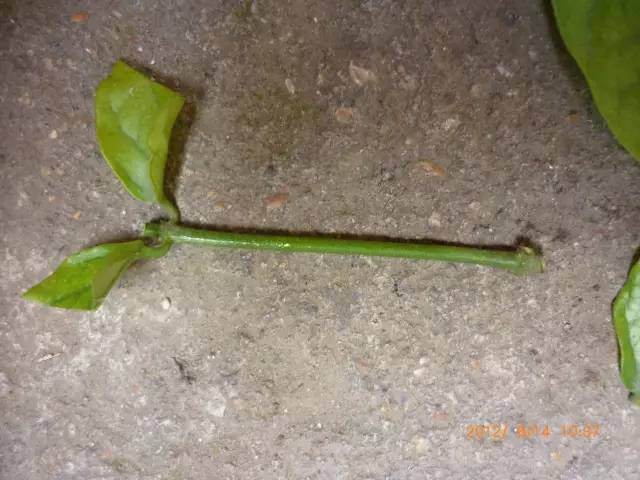 茉莉花像什么比喻句和拟人句