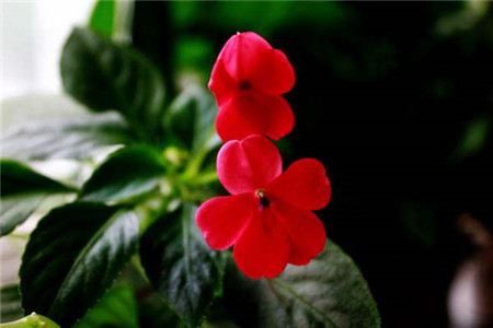 玻璃翠叶子长斑点怎么办