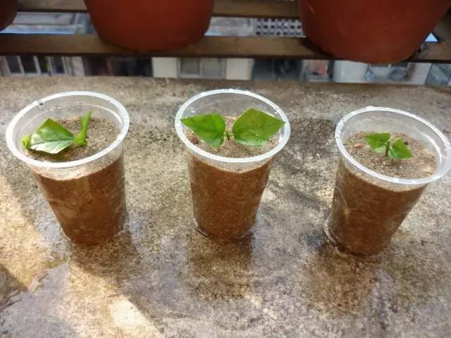 茉莉花像什么比喻句和拟人句