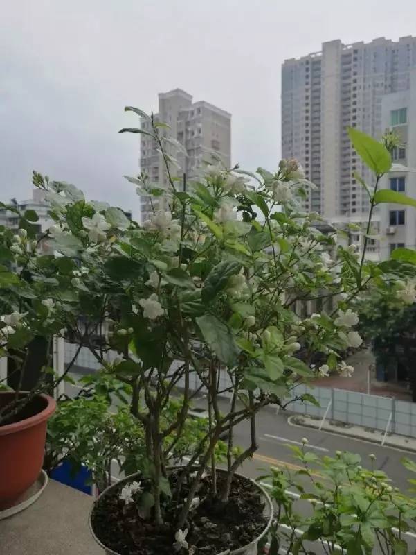 茉莉花像什么比喻句和拟人句