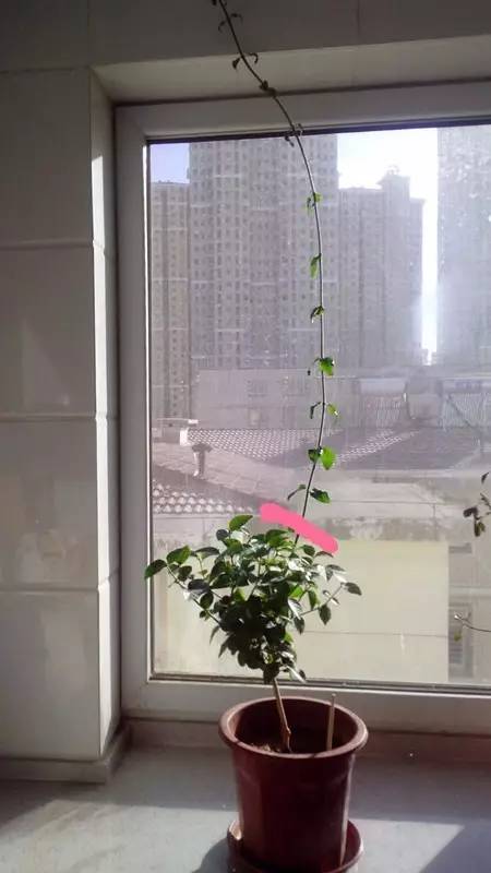 茉莉花像什么比喻句和拟人句