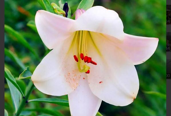 闺蜜送什么花合适第一次送女朋友什么花合适(送闺蜜应该送什么花?)