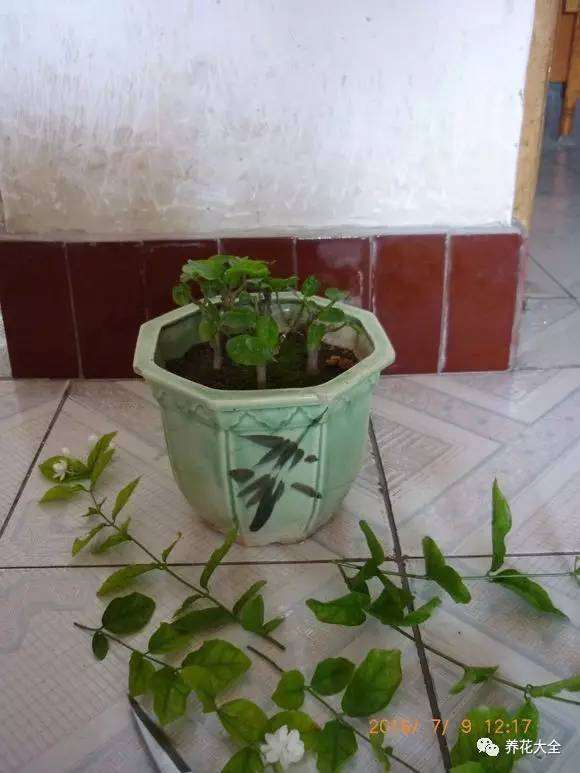 茉莉花像什么比喻句和拟人句