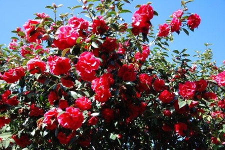 茶花不开花怎么办(茶花开不出花怎么办?)