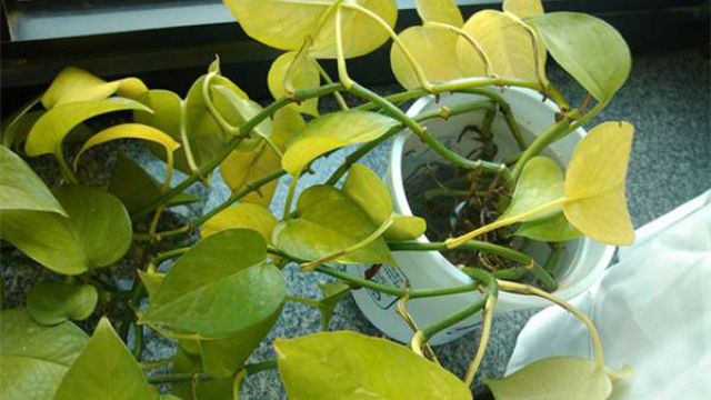 绿萝叶子发黄的原因及解决方法(绿萝叶子发黄怎么回事儿?)