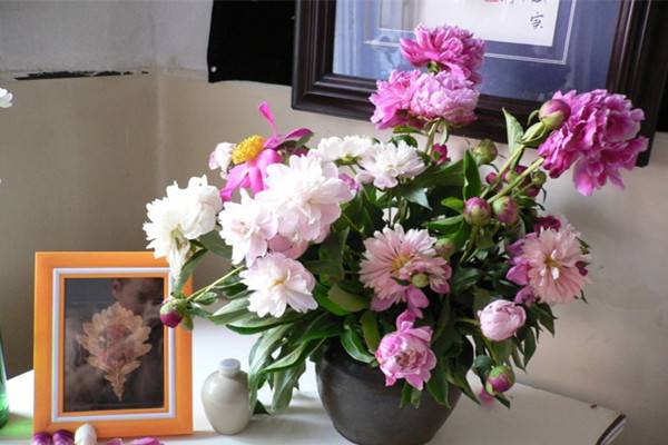 芍药插花特点(芍药插花怎么养护)