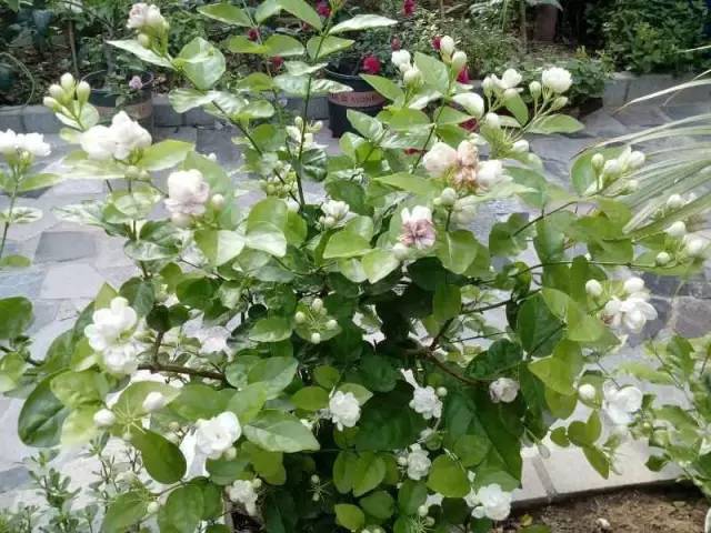 茉莉花像什么比喻句和拟人句