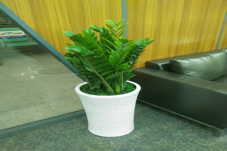 金钻怎么浇水施肥