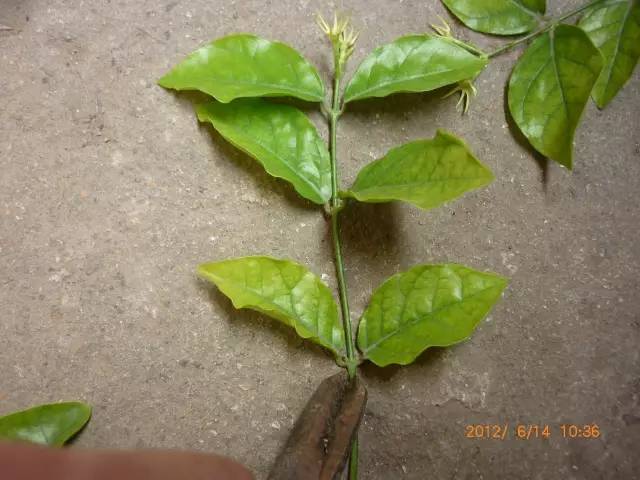 茉莉花像什么比喻句和拟人句