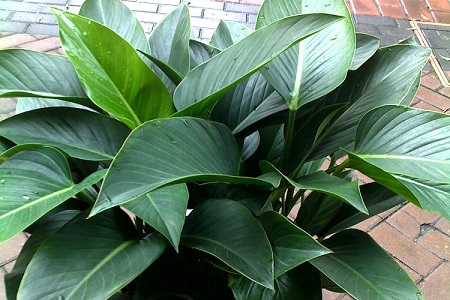 金钻怎么浇水施肥