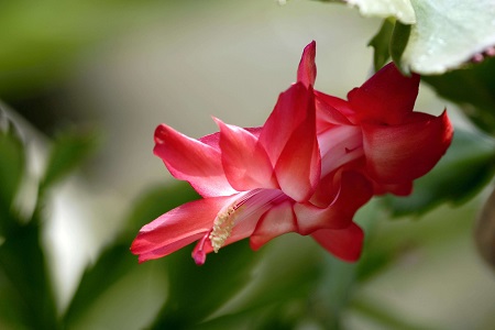 蟹爪兰怎么养护浇水