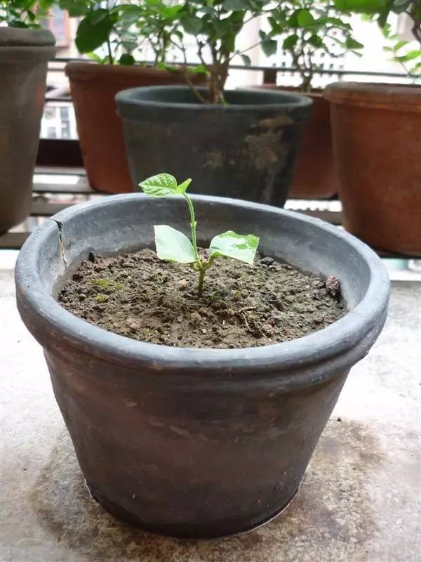 茉莉花像什么比喻句和拟人句