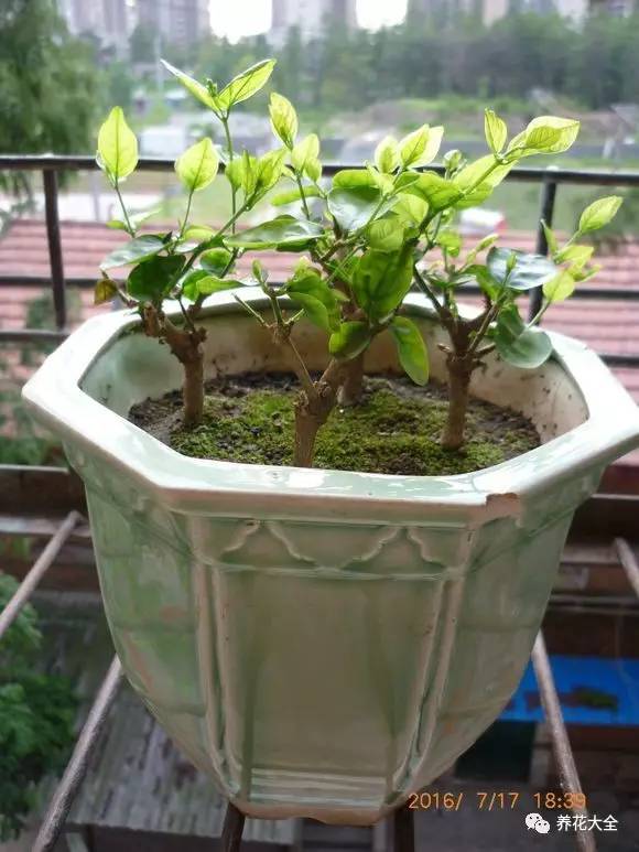 茉莉花像什么比喻句和拟人句