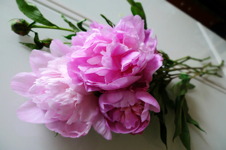 芍药插花怎么养护