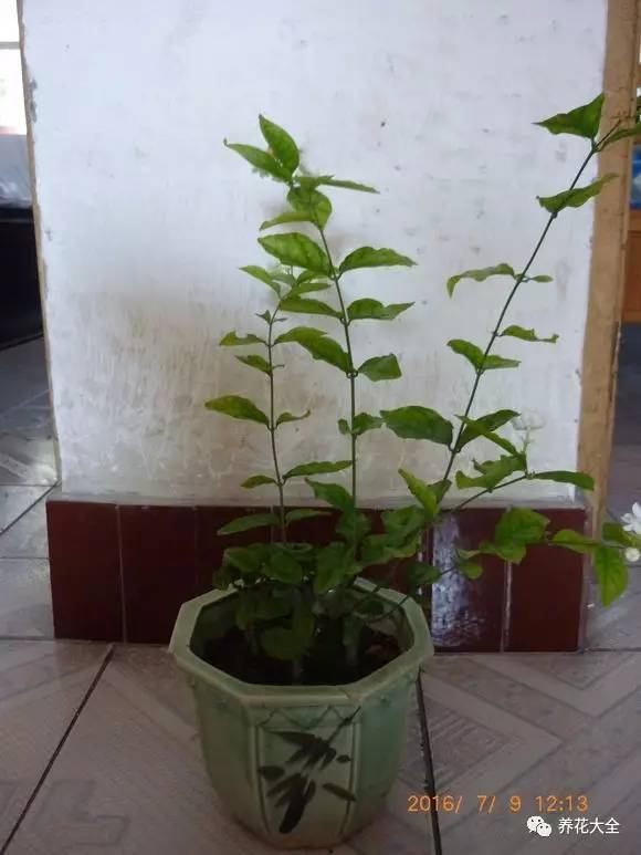 茉莉花像什么比喻句和拟人句