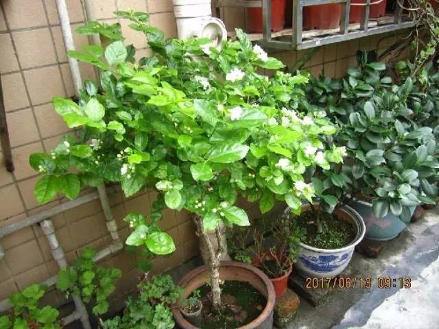 茉莉花像什么比喻句和拟人句