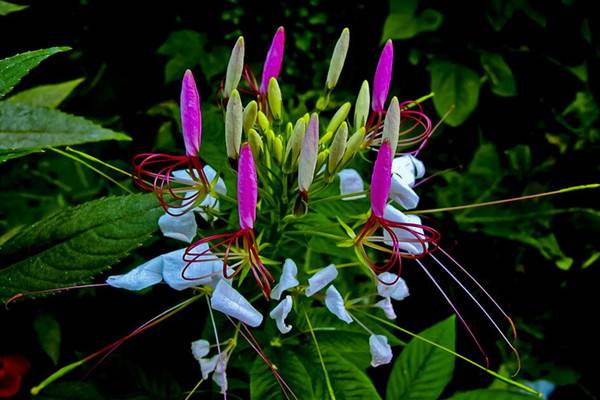 醉蝶花的主要价值(醉蝶花的介绍)