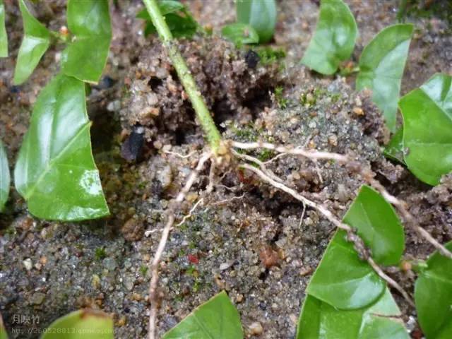 茉莉花像什么比喻句和拟人句