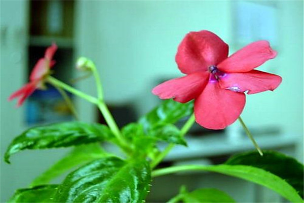 玻璃翠叶子发黄怎么办黄叶枯萎的原因及补救办法(玻璃翠叶子长斑点怎么办)