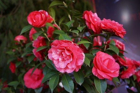 茶花开不出花怎么办?