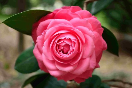 茶花开不出花怎么办?