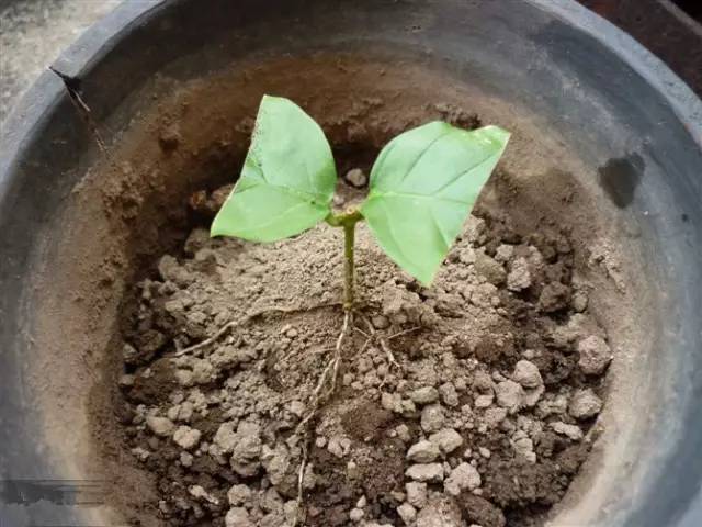 茉莉花像什么比喻句和拟人句