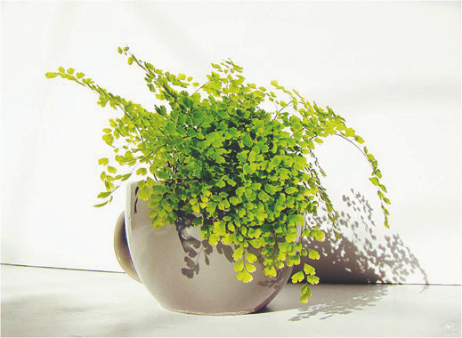 铁线蕨怎么养才能更旺盛