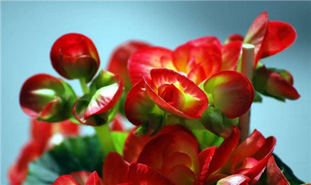 玻璃翠叶子长斑点怎么办