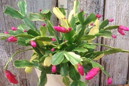 蟹爪兰怎么养护浇水